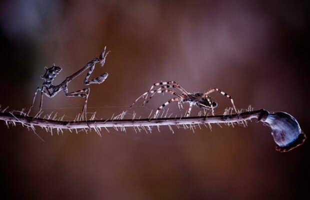 Финальная битва на краю пропасти. Автор фотографии: Fabien BRAVIN.