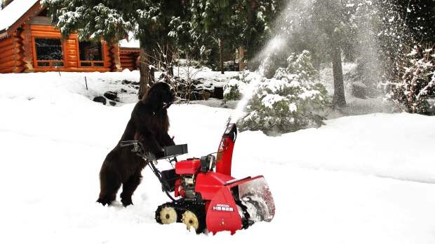 morgan-dog-snow-blower