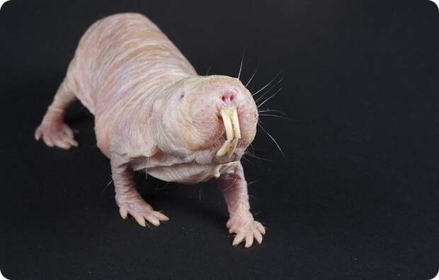 Голый землекоп (лат. Heterocephalus glaber)