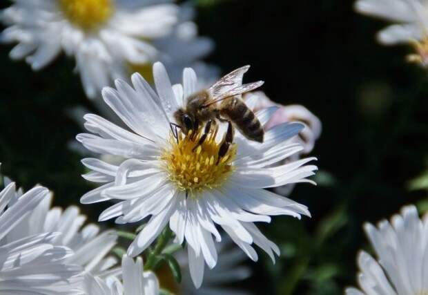 Как привлечь пчел на участок