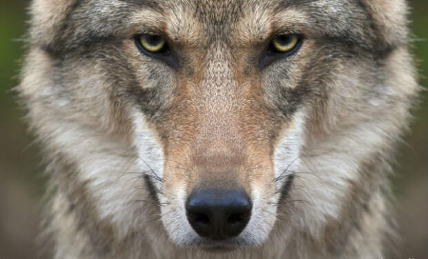 Мужчина 7 дней кормил волка в ловушке. Прошли годы, волк неожиданно появился из леса и помог