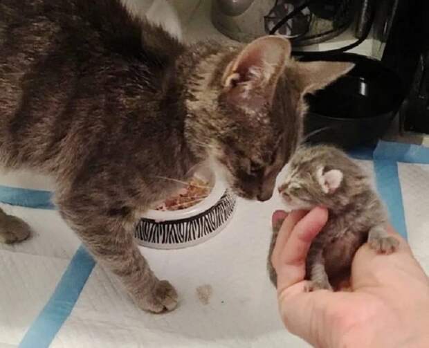 Знакомство кошки с котенком Кошке показывают котенка