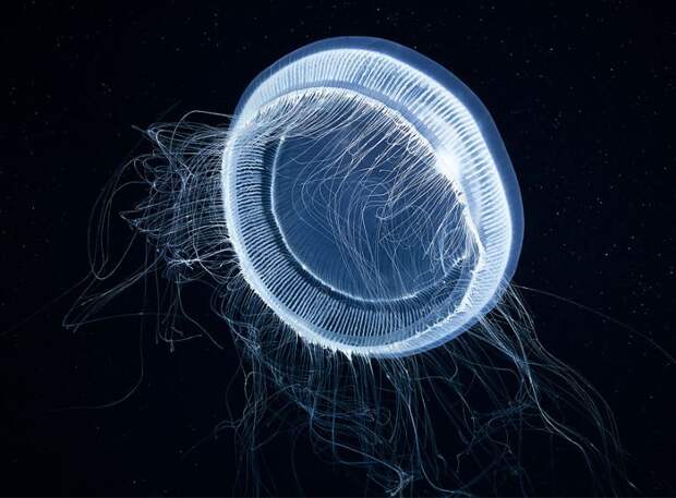 Хрупкий мир медуз