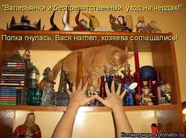 Лучшие котоматрицы недели (50 фото)