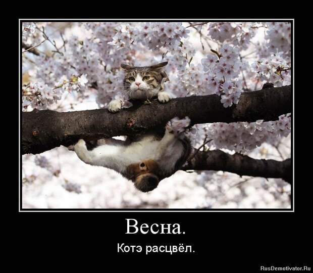 15.  весна, демотиваторы, юмор