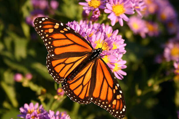 Данаида монарх (Danaus plexippus)