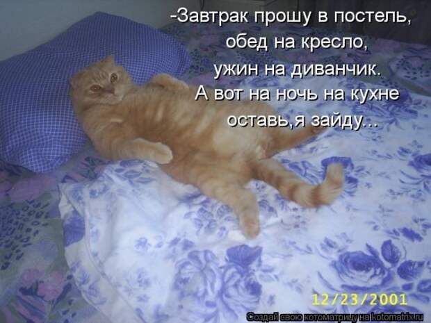 Без кота жизнь не та (50 фото)