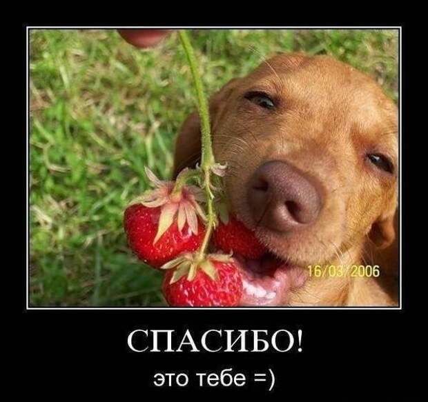 Демотиваторы про животных Демотиваторы про животных