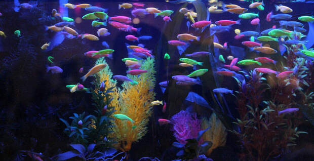 Магия живого света Магия живого света биолюминесценция, животные, насекомые, свет, свечение