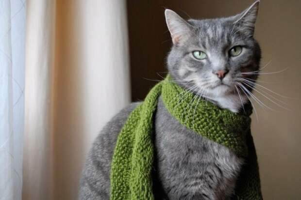 стильные кошки, кошки в модной одежде, модные коты