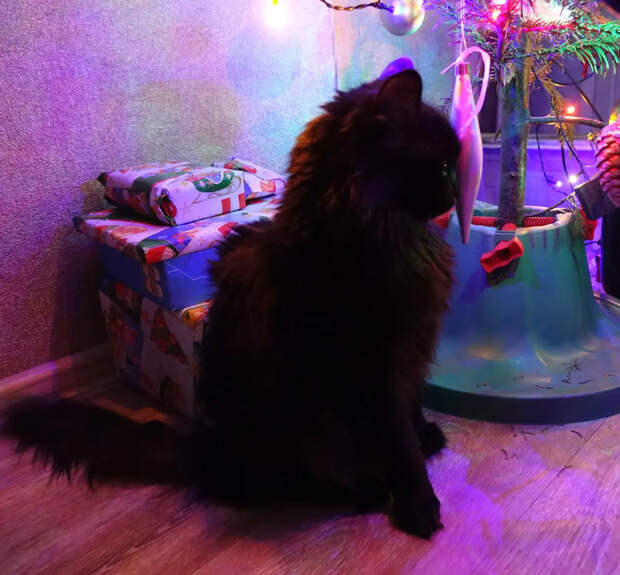 Врач раскрыла, чем грозит питомцам проглатывание новогодней мишуры и «дождика»