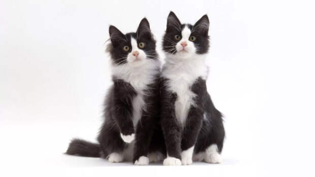 источник фото: goodfon.ru