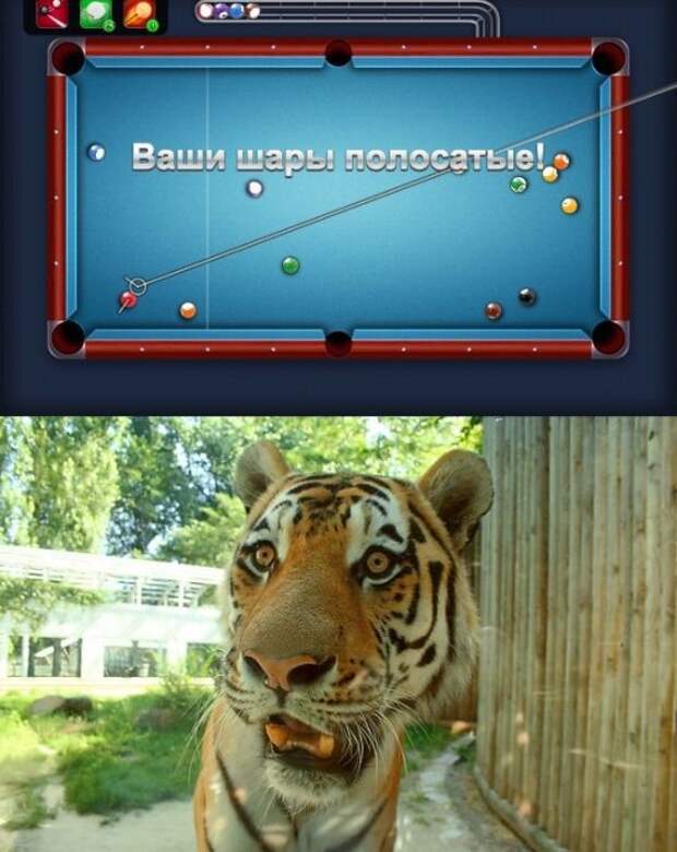 кот, прикол, юмор