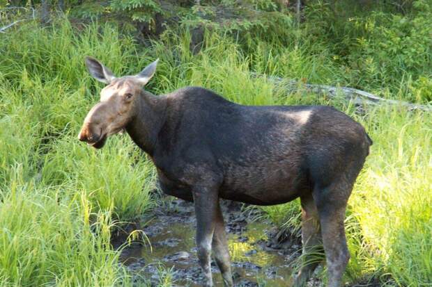 Два человека погибли в Ленобласти после столкновения с лосем на трассе