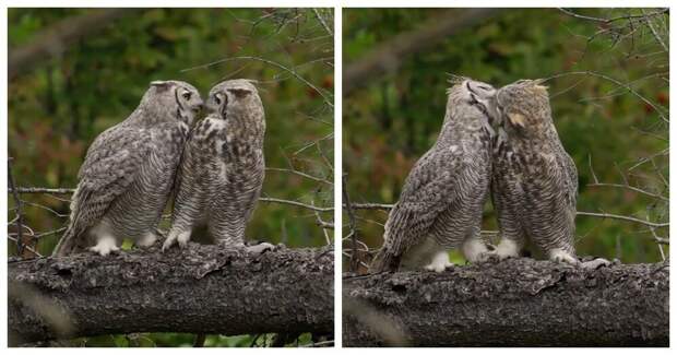 Совиные поцелуи