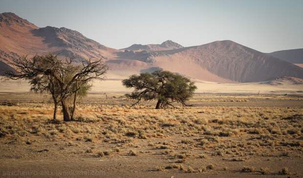Sossusvlei16 Африка. Намибия. Пустыня Намиб   Соссусфлей