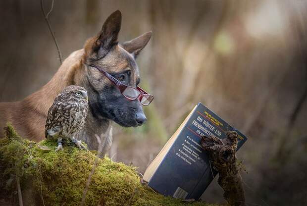 557555-900-1458032069-ingo-else-dog-owl-friendship-tanja-brandt-12