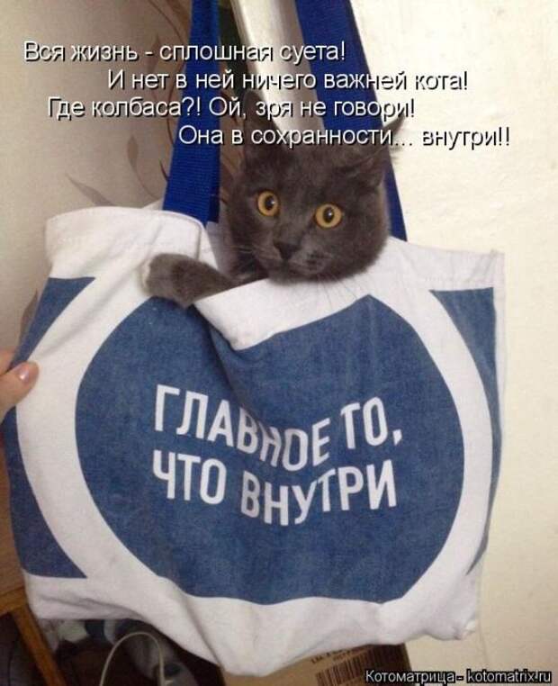 Лучшие котоматрицы недели (50 фото)