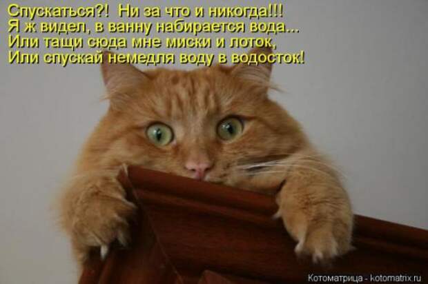 Котоматрицы(картинки с надписями)