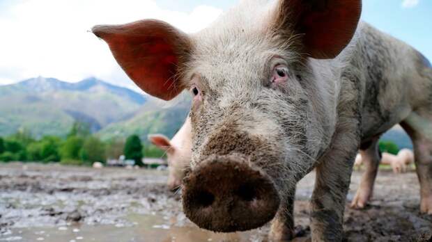 5) У свиней очень развито обоняние. Их даже использует полиция при поиске наркотиков. животные, интересные факты о животных, факты