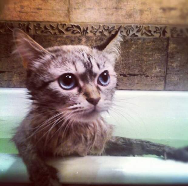 Неправильные коты  вода, кот