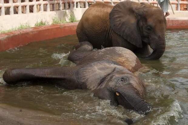 Слоники купаются в бассейне