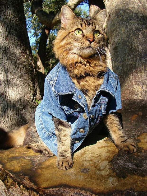 стильные кошки, кошки в модной одежде, модные коты