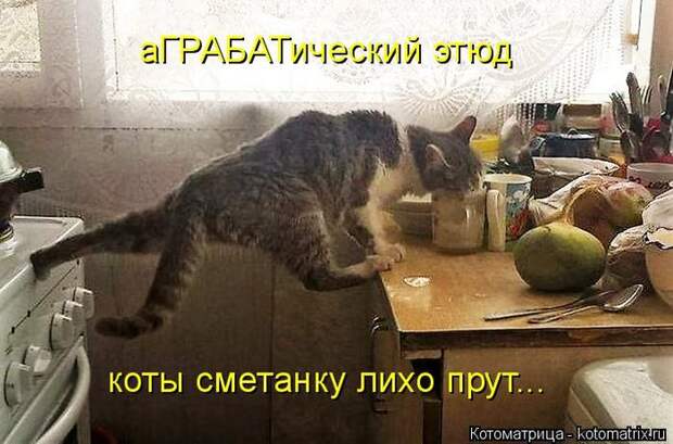 Лучшие котоматрицы недели (50 фото)