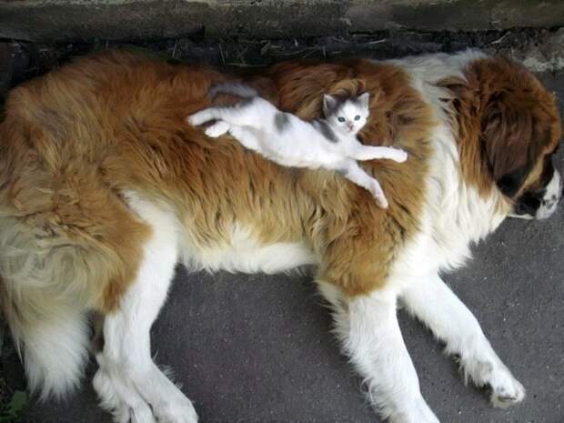 Кот и пёс  кот, кошка, пёс, собака