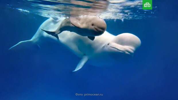 В российском океанариуме впервые родился детеныш белухи: видео