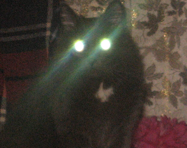 Немного про кота животные, коты