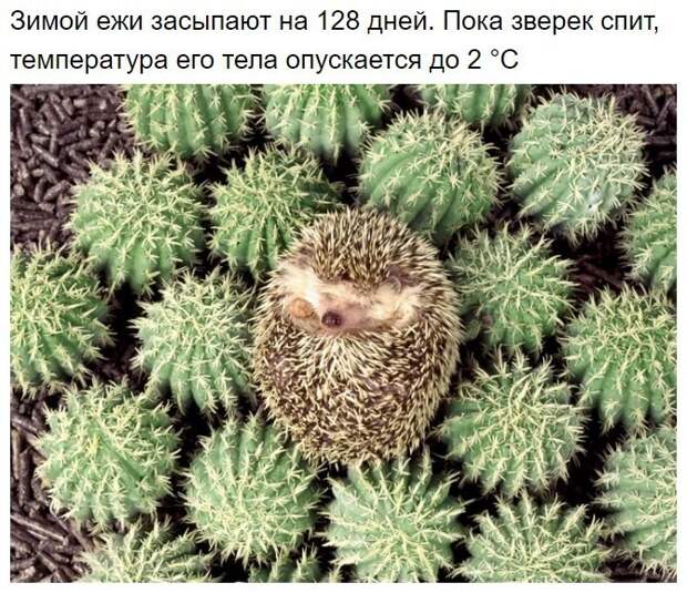 Интересные факты о ежах животные, интересно, удивительно, факты, ёжик
