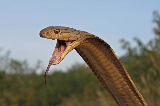 Четырехметровые ядовитые змеи принялись размножаться на глазах у людей