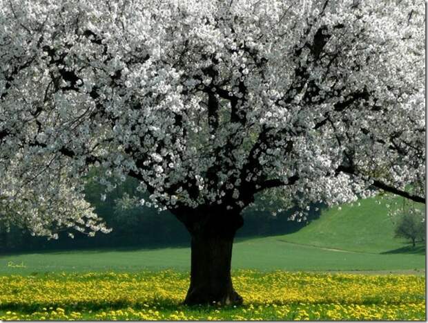 cherry tree