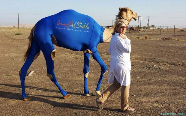 Компания «Al Shibla» выпустила новую коллекцию спортивной одежды для гончих верблюдов. Костюмы не только соответствуют форме тела животных, но и бывают различных размеров.