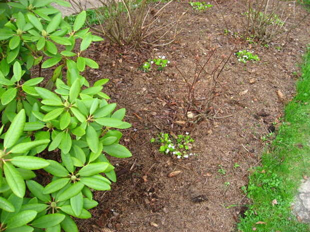 Кислица под кустами рододендронов