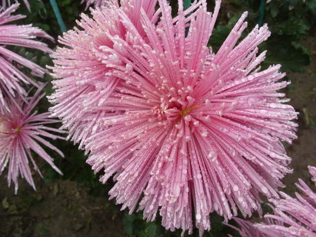 Роскошен сорт хризантемы Spira Pink