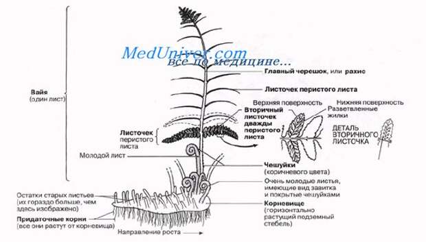 Строение папоротника рисунок