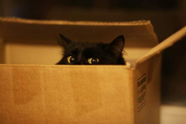 Котики! Или почему наши пушистые друзья так любят сидеть в коробках и пакетах?