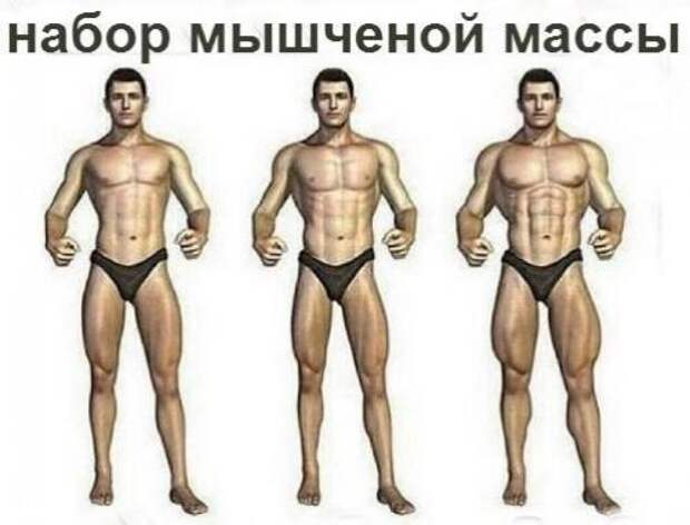 Мы набираем массу правильно. Мы набираем массу правильно.