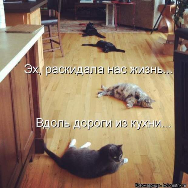 Свежая котоматрица для настроения (35 фото)