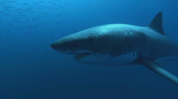 Тайна смерти альфа-акулы: кто убил и съел громадную хищницу?