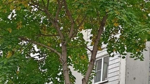 Фото: t.me/vkurse22