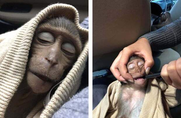 В Таиланде обезьянка уснула на 10 часов после того, как выпила немного кофе в мире, животные, кофе, обезьяна, сон