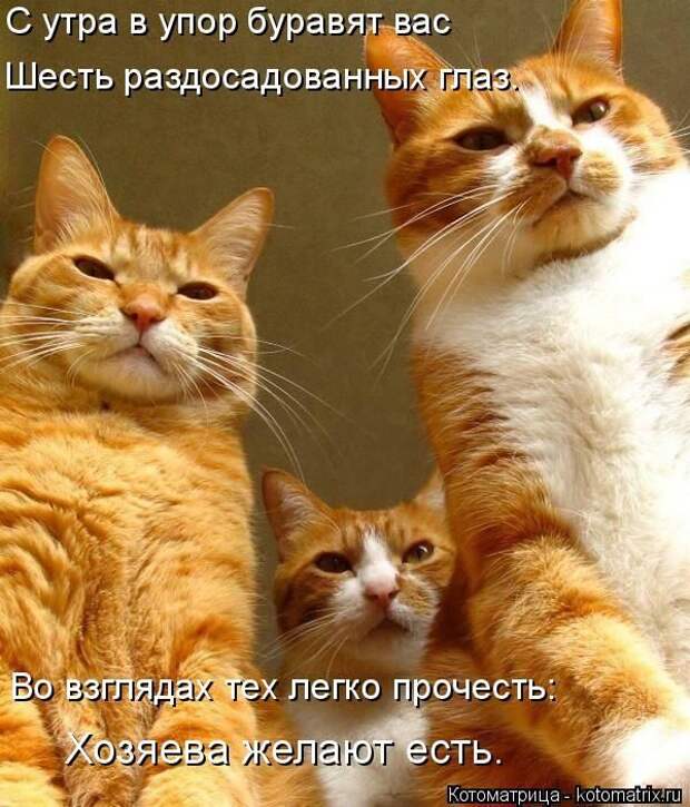 Лучшие котоматрицы недели