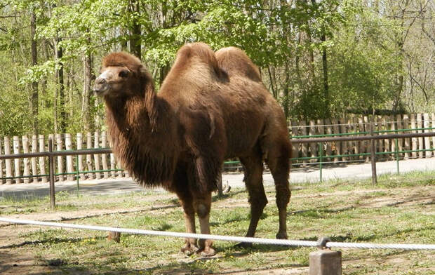 Животные Китая: Двугорбый верблюд