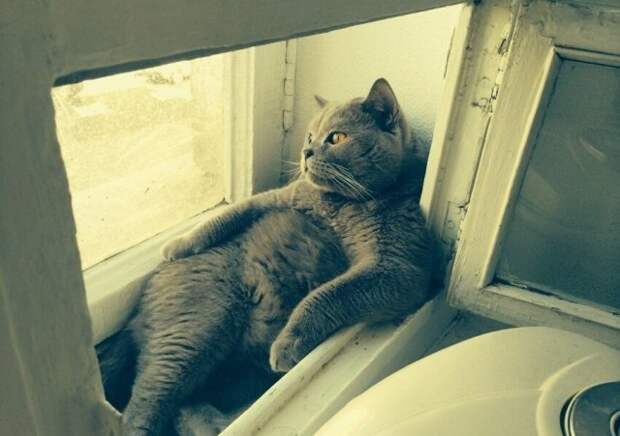 Прикольные котики коты, прикол, фото