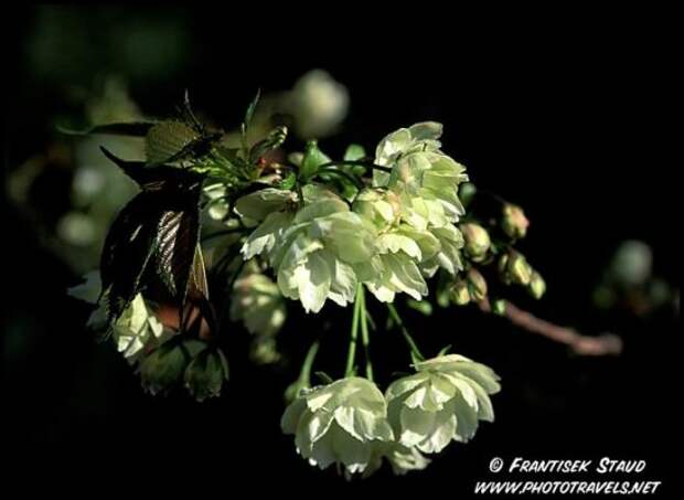 Hanami - время любования цветущей сакурой