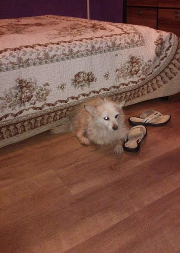 Маленький песик с ранами не давал к себе прикасаться Маленький песик с ранами не давал к себе прикасаться болонка, маленькая собака, пес, собака