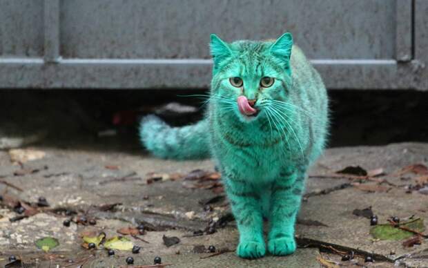 Зеленый кот из Варны